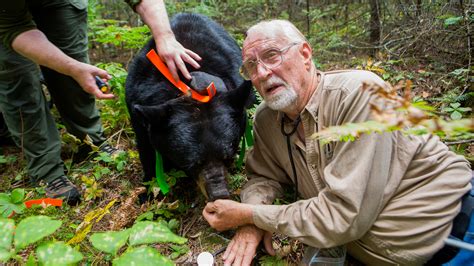 Can Bears And Humans Co-Exist? : Shots - Health News : NPR