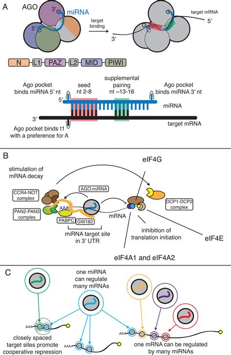 Overview of miRNA function and its regulation. (A) Mature miRNAs... | Download Scientific Diagram