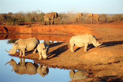 The malaria-free Big Five Madikwe Game Reserve is one of the largest in the country. Regarded as ...