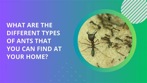 Different types of ants that you can find at your home