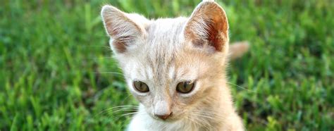 Cat Ear Infection - Basic Information, Treatment & Details