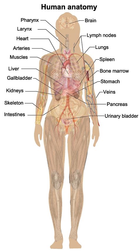 Body Parts Diagram Woman Miss Mónica : Parts Of The Body