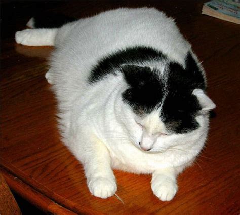 Funny Pictures: Fat Cats