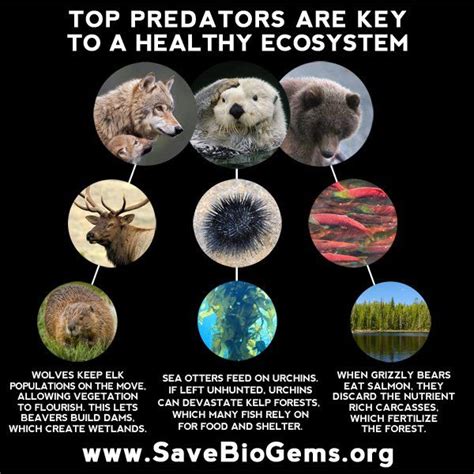 Top predators are key to healthy ecosystems :: BioGems | Science and ...