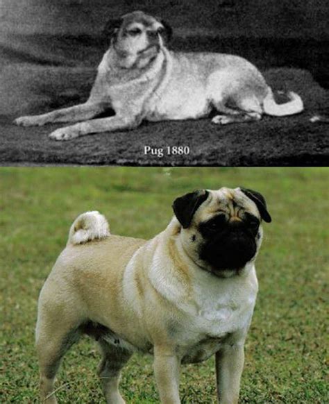 Solve This is what a pug looked like before selective breeding, quite ...