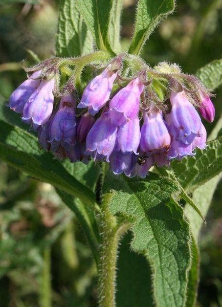 Comfrey- Medicinal Perennial Herb | Home Remedies Log