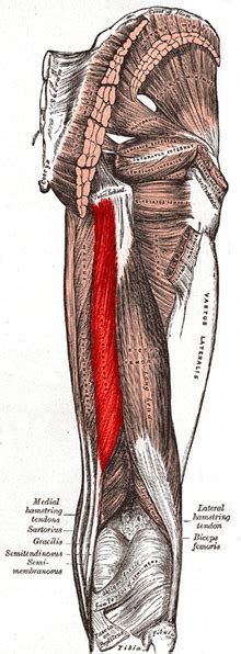 Semitendinosus