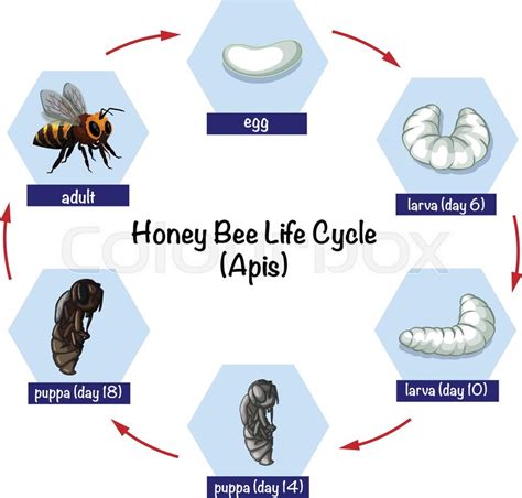 Honey Bee Life Cycle | ubicaciondepersonas.cdmx.gob.mx