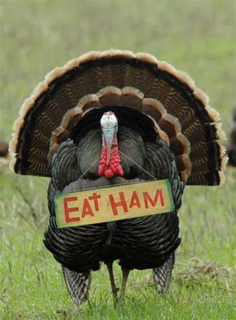 Grumpy Animals on Thanksgiving: Funny Animal Photos