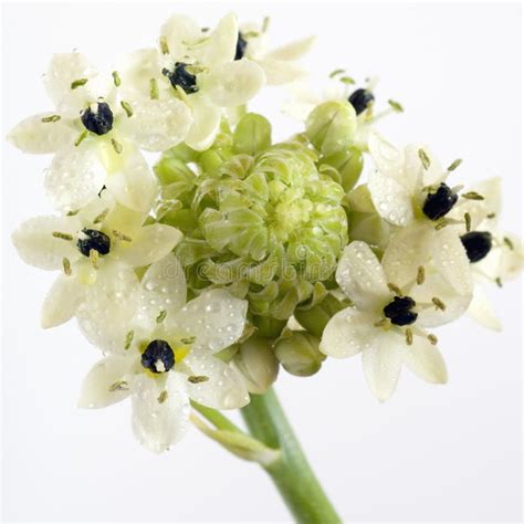 Star of bethlehem flower stock photo. Image of colour - 4291178