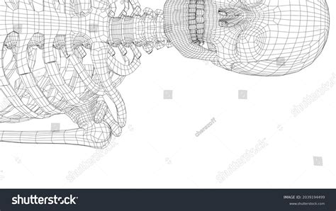 Human Skeleton Vector Rendering 3d Wireframe Stock Vector (Royalty Free) 2039194499 | Shutterstock