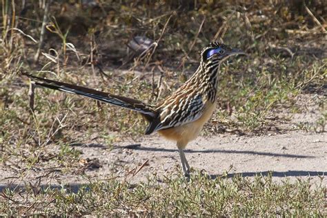 Lesser Roadrunner | Rio Aguan Valley Honduras | Linda Bushman | Flickr