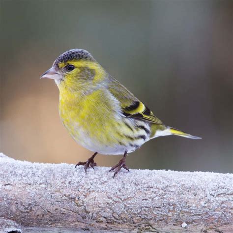 All about the Siskin - GardenBird