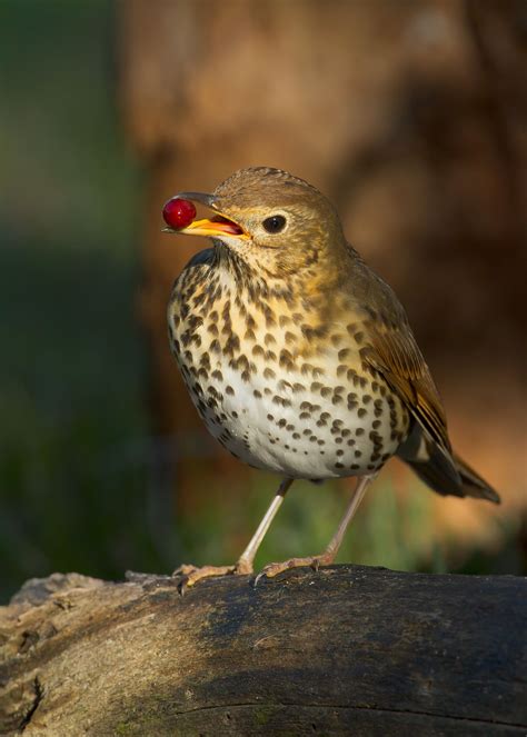 turdus philomelos | JuzaPhoto