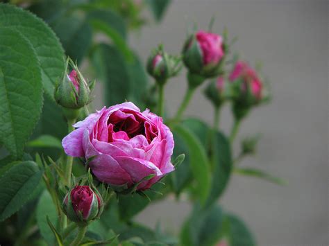 The beautiful building: The Best and Classic Old Garden Roses!