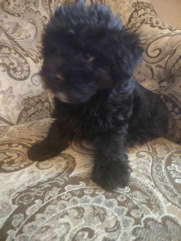 Yorkipoo Puppies - Nex-Tech Classifieds