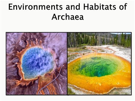 ARCHAEA. - ppt download