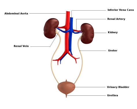 GCSE Biology Kidney Diagram | Quizlet