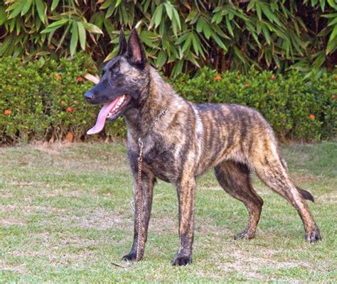 67º Dutch Shepherd razas de perros grandes - Mrperros.com