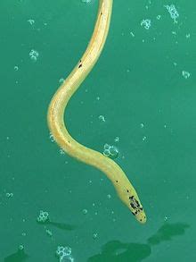 Yellow-bellied sea snake - Wikipedia