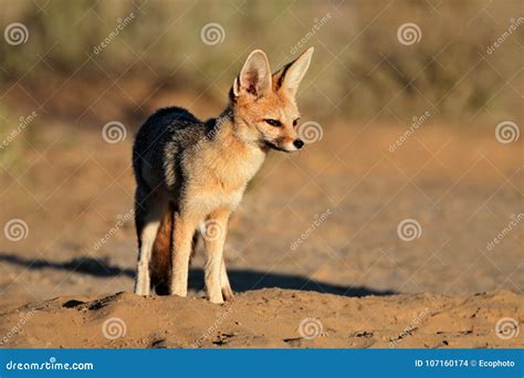 Cape Fox in Natural Habitat Stock Photo - Image of kalahari, chama: 107160174