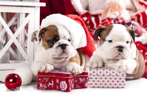 Top 10 pet gifts for Christmas | Tick Homes