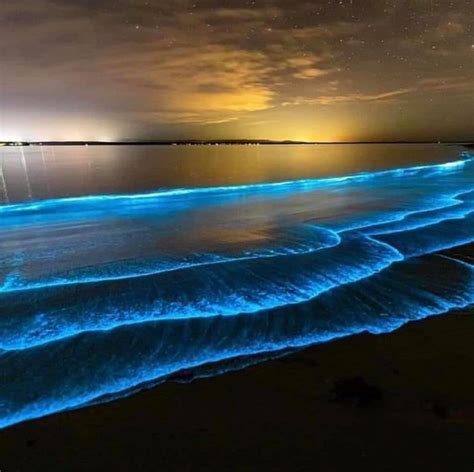 Bioluminescence San Diego 2024 - Summer 2024 Calendar