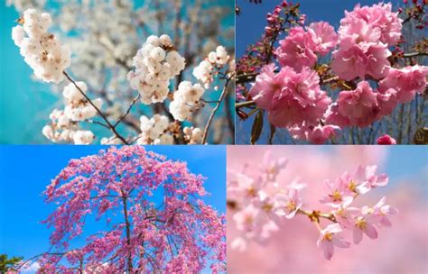 15 Types of Flowering Cherry Trees - Dear Japanese