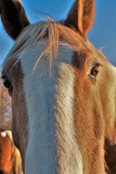 Close-up of horse face stock image. Image of close, graceful - 14457205