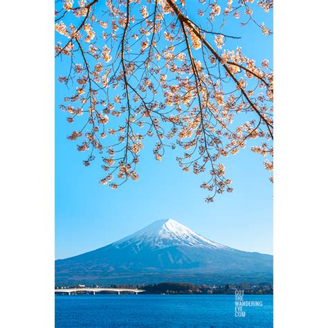 Fuji Kawaguchi Cherry Blossoms. Mount Fuji from Lake Kawaguchi