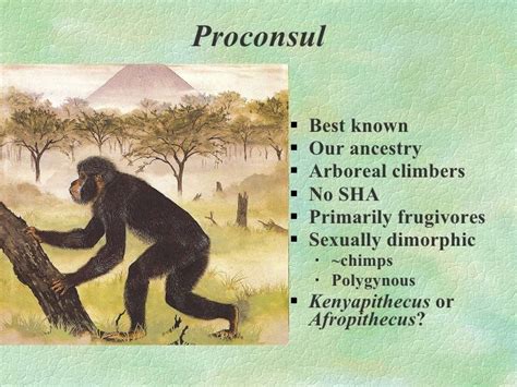 Primate evolution