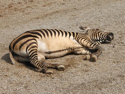 File:Hartmanns Mountain Zebra Resting.jpg - Wikipedia