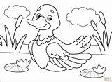 Duck coloring Page  Free Printable Coloring Pages sketch template