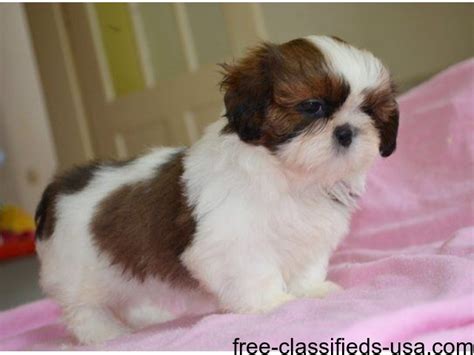 Beautiful Shih Tzu Female For Adoption! - Animals - Brentwood - Tennessee - announcement-40418