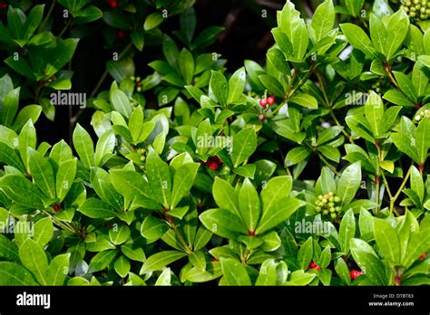 skimmia japonica nymans green leaves foliage evergreen shrubs shrub ...