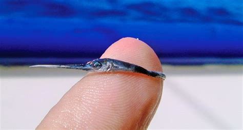 Baby Swordfish Might Just Be the Cutest Swimmer in the Sea | Swordfish ...