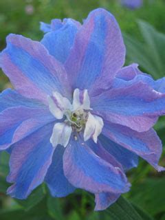 The most gorgeous delphinium varieties