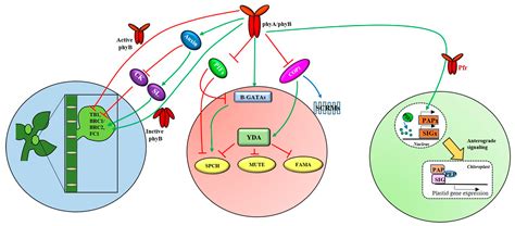 IJMS | Free Full-Text | Regulation of Photomorphogenic Development by Plant Phytochromes