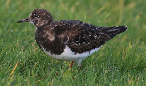 Turnstone | BirdForum