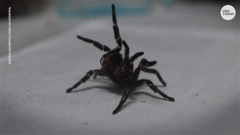 'Megaspider' is a giant even among its funnel web species