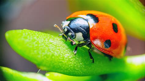 Some flying insects are mysteriously vanishing at an unusual rate - Earth.com