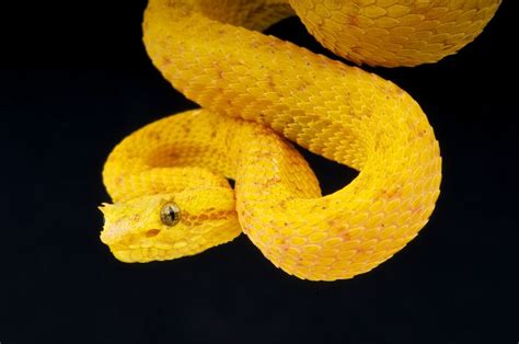 Eyelash viper, Toronto Zoo. #eyelashviper #snakes #torontozoo | Gaboon viper, Snake, Toronto zoo