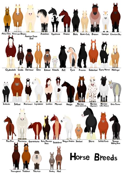 various breeds of horses chart, svg, jpg, png, 16*20'' | Horse breeds, Funny horses, Different ...