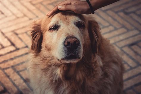 Photo of Person Petting A Dog · Free Stock Photo