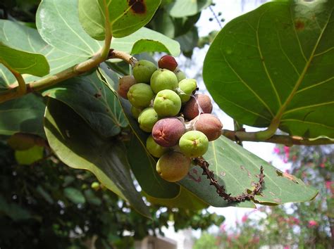 Simple Ayurvedic health tips: Banyan fruit powder as a cure for many ...