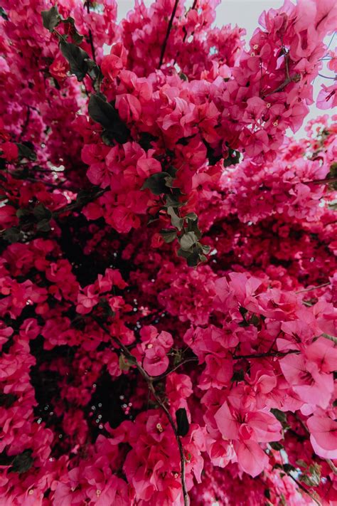 Free stock photos - Kaboompics | Bougainvillea, Wonderful flowers, Perfect garden