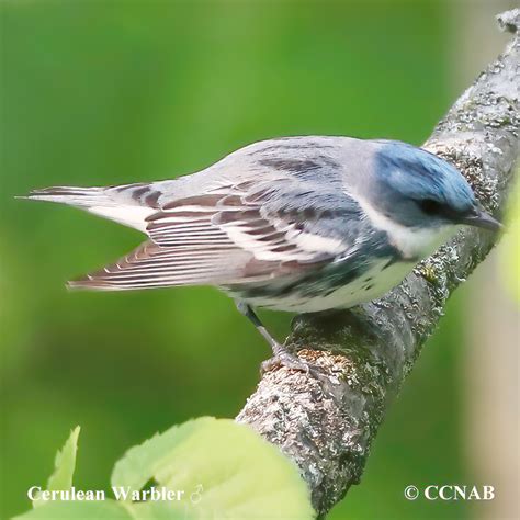 Cerulean Warbler (Setophaga cerulea) - CERW