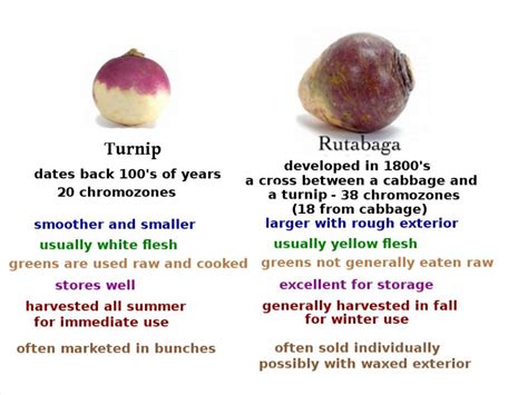 Turnip - Rutabaga