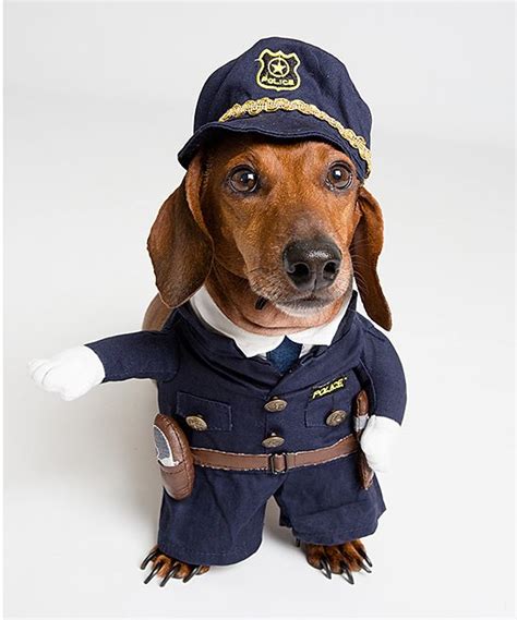 Pin by Pinecones & Acorns on Cute pup | Small dog costumes, Pet costumes, Your dog