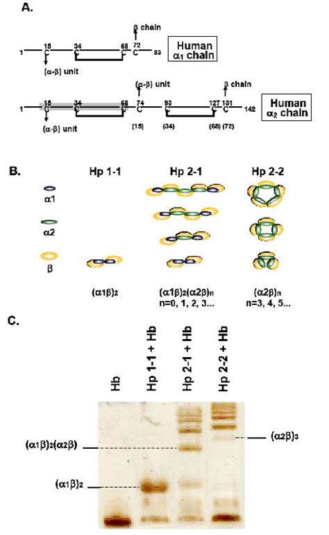 Unique Assembly Structure of Human Haptoglobin Phenotypes 1-1, 2-1, and ...